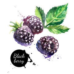 Wall Mural - Hand drawn watercolor painting  blackberry on white background. 