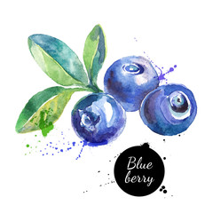 Wall Mural - Hand drawn watercolor painting blueberry on white background