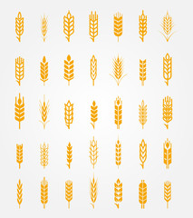 Vector wheat ears icons set