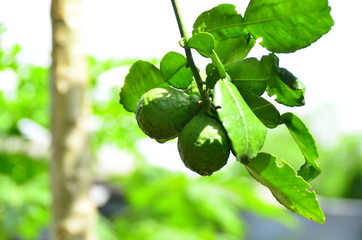 Poster - bergamot,tree,background,wall,green,food,fresh,vegetable,ingredient