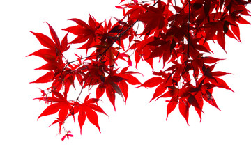 Wall Mural - Isolated Japanese red maple leaf
