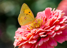Yellow Butterfly On A Pink Flower