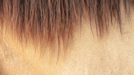 Skin and coat of the horse