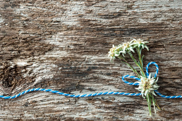 Canvas Print - Edelweiss flowers with Bavarian gift cord