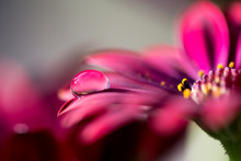 Shiny Pink Droplet And Flower
