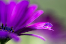 Purple Flower And Droplet
