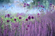 Chive herb flowers on beautiful blur background.