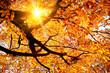 Sun shining in the golden autumn