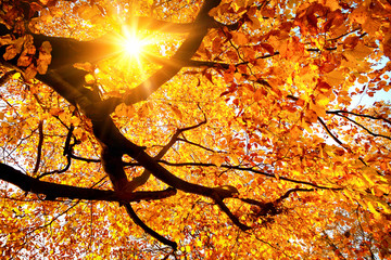 Fototapete - Sun shining in the golden autumn