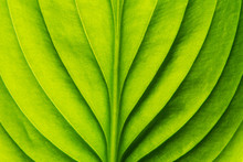  Green Leaf