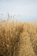 Wheat golden field