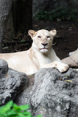 Female white lion lying on the rock