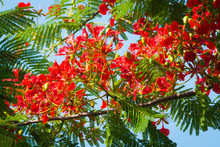 Flame Tree Flower - Royal Poinciana Tree On Blue Sky