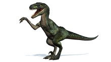 Velociraptor Dinosaurs - Isolated On White Background