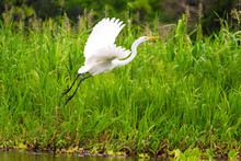 Great White Heron Takeoff