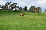 Fototapeta Konie - Lonesome horse