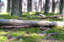 Old Tree Trunk Lying In The Forest On A Green Moss