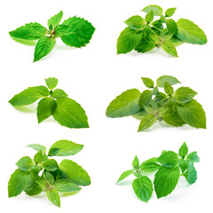 Wall Mural - Fresh mint isolated on white. Collection