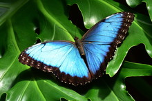 A Pretty Blue Morpho Butterfly Lands In The Butterfly Gardens.