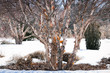 Vintage look river birch or red birch tree, betula nigra, in winter with peeling bark