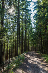 Fototapeta summer landscape pine forest