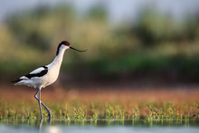 Pied Avocet (Recurvirostra Avosetta) Stepping Over Water Plants In Search Of Food