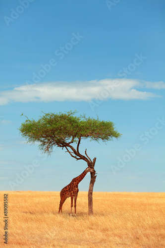 Giraffe in Masai Mara Poster Mural XXL