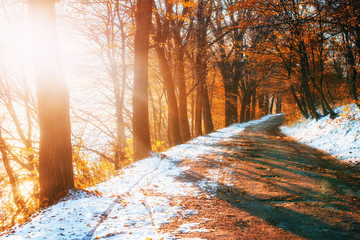 First Snow in the Woods in lisi.Doroha