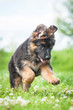 German shepherd puppy running outdoors