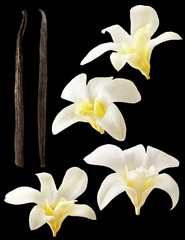 Vanilla flowers aromatic, fresh vanila flower and stick on white background for ingredient label.