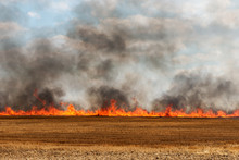 Big Flames In An Harvested Field Catching Fire