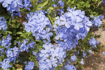 Blue flowers plumbago auriculata, cape leadwort, blue jasmine