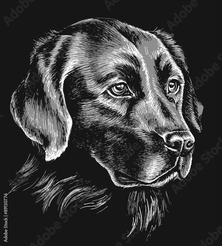 Naklejka na szafę Black and white labrador sketch