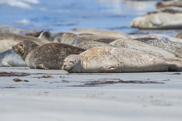 Wall Mural - seals (Phoca vitulina) on a beach - Helgoland, Germany