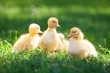 Little cute ducklings on green grass, image with shallow depth of field