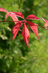 Canvas Print - Wilder Wein im Herbst