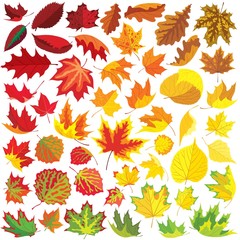 Wall Mural - 50 autumn leaves collection, vector illustration