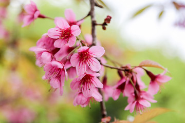 Wall Mural - wild himalayan cherry blossom
