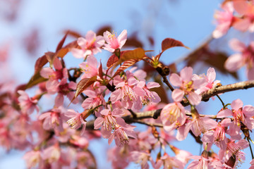 Wall Mural - Wild Himalayan Cherry blossom