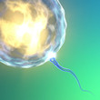 Fecondazione ovulo spermatozoo