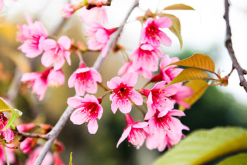 Wall Mural - wild himalayan cherry blossom