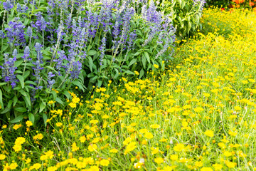 Wall Mural - dahlberg daisy and blue salvia