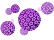 Humane Papillomaviren – HPV