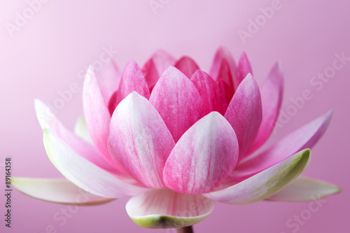 Obraz w ramie water lily, lotus on pink