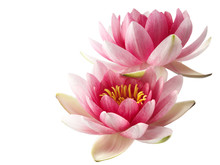 Lotus Or Water Lily Isolated