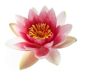 Wall Mural - Lotus or water lily isolated