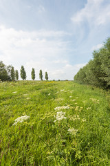 Canvas Print - Rural landscape with white flowering common hogweed in the foreg