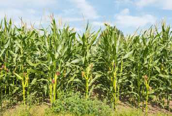 Sticker - Forage maize from close against a blue sky