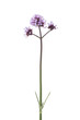 Purple Verbena officinalis flowers