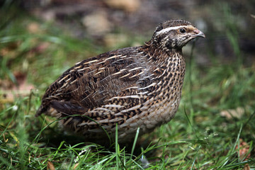 Poster - Japanese quail (Coturnix japonica).